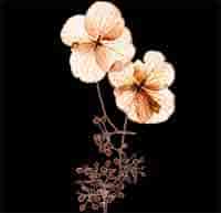 Природный приворот через луковицу цветка